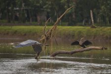 cano_negro_Cristian_Dimitrius-11