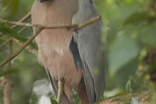 cano_negro_Cristian_Dimitrius-17