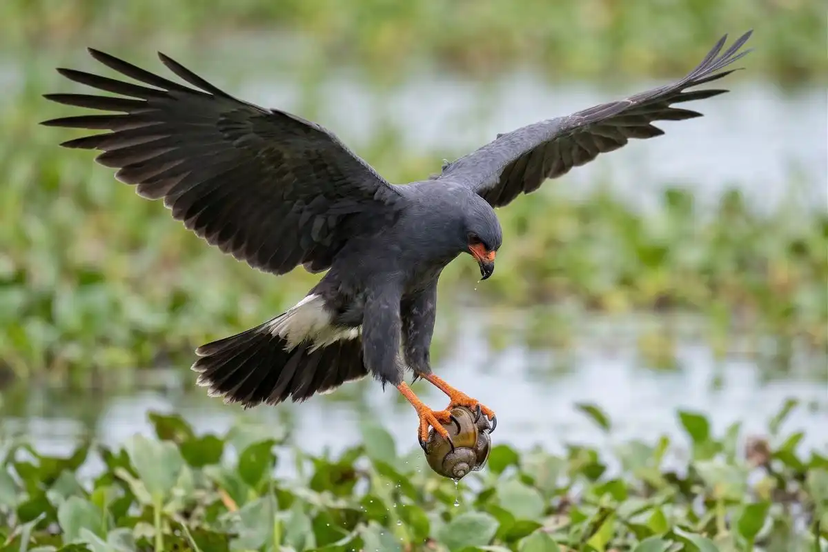 Snail Kite In Ca o Negro A Wetland Specialist Bird In Costa Rica Snail Kite In Ca o Negro A Wetland Specialist Bird In Costa Rica