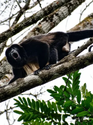 Mantled howler monkey resting in the forest canopy in Caño Negro, Costa Rica