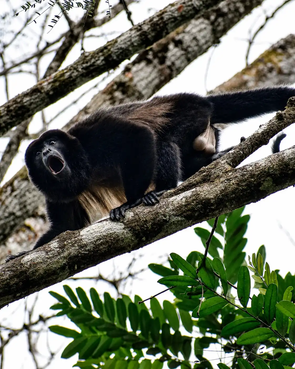 Mantled howler monkey resting in the forest canopy in Caño Negro, Costa Rica